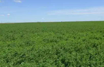 小小苜蓿成撬动乡村振兴“新引擎”