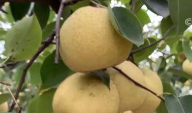 “富民之果”拓宽乡村振兴路