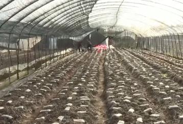 特色产业向价值链高端延伸 科技加持撑起乡村振兴“富民伞”