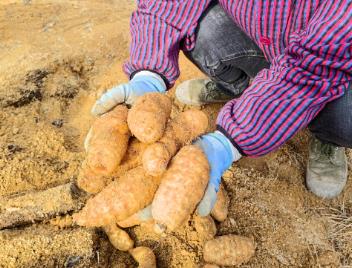 一个鄂西山乡何以实现天麻“卖全国”？