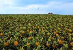 城市与农村连通 广东寻找农业高质量发展“金钥匙”