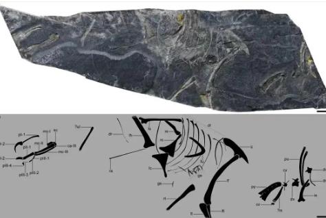 福建发现目前世界上最古老的鸟类化石之一“政和八闽鸟”
