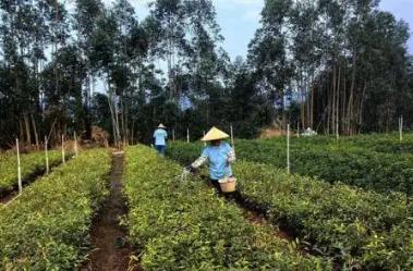 广东春季造林苗木充足 储备总量约1.75亿株