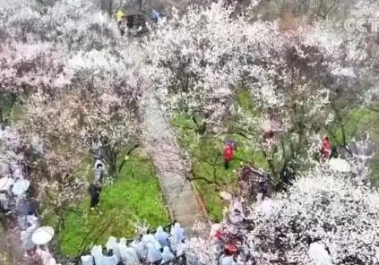 繁花结“金果” 美丽经济为消费“增”色“添”香