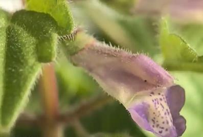 从“遗世独立”到千株绽放 山西黄芩实现规模化繁育