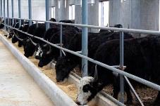 四川加快建设“高原粮仓” 牵住牦牛产业发展的“牛鼻子”