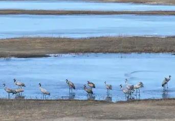 “中国白鹤之乡”迎来首批北归候鸟