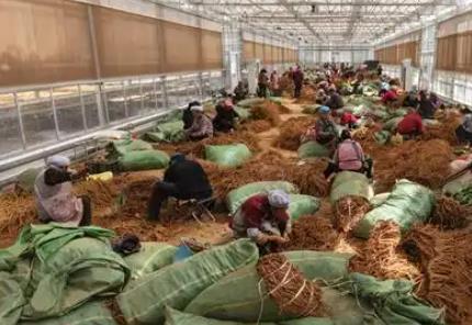 云南大关：打响“云药之乡”品牌