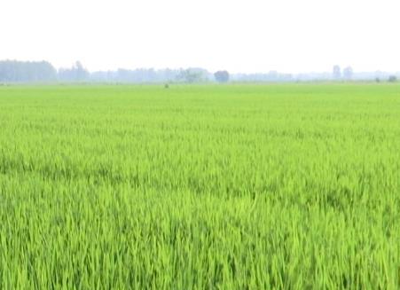 湖北仙桃：打造江汉平原新时代“鱼米之乡”