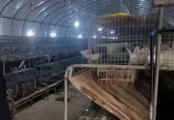 自贡富顺龙万乡：全力打造年产100万只肉兔产业之乡