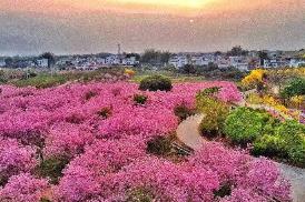 广州“花卉＋文旅”释放叠加效应