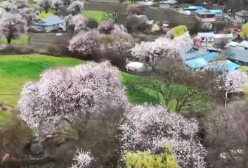 快闪、踏青、沉浸式……热度高！清明文旅市场一路繁花有“新”意