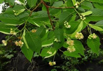 新物种+1 我国首次在岩溶地区发现椴树属植物