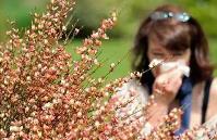 花粉过敏高发 专家提示有效防护攻略