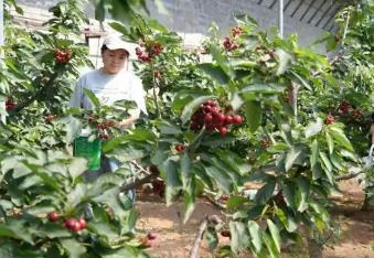 “中国樱桃之乡”：长城脚下樱桃红满枝