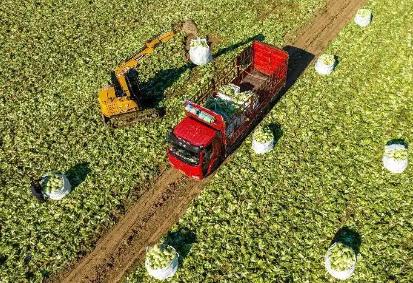 小酸菜撬动大产业 辽宁沈阳全力打造“全国酸菜之乡”