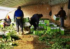 沙窝萝卜被卖到全国各地 成农民增收“利器”