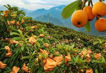 “枇杷之乡”勇闯产业新路