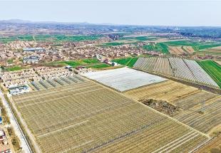 旱塬上种出个“车厘子之乡” ——永寿县车厘子产业发展扫描