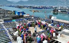 “中国鲍鱼之乡”福建连江海上春耕忙