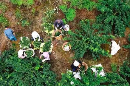 四川各地的春耕产业“上新”啦