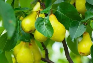 “中国雪梨之乡”金川：一颗雪梨串起亿元级产业链