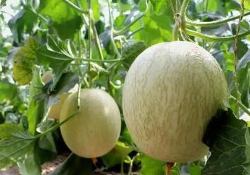 沙漠腹地的“中国蜜瓜之乡”科技加持“甜蜜经济”