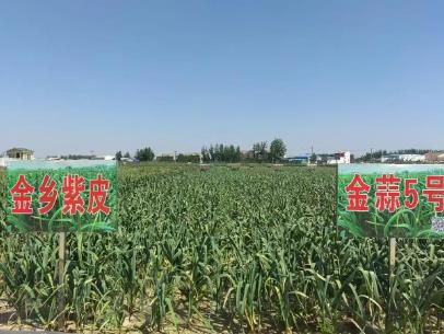 “大蒜之乡”山东金乡如何以“种”会友擦亮大蒜金字招牌？