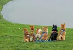 携宠出游“它经济”崛起 “毛孩子”也有自己的“诗和远方”