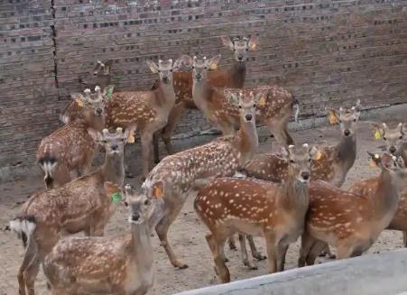 吉林东丰县：从传统到智慧重塑“中国梅花鹿之乡”