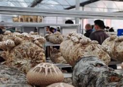 “中国香菇之乡”湖北随州“致富伞”远销海外