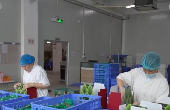 端午粽香飘四海：粽子出口量稳步增长 朋友圈不断扩容