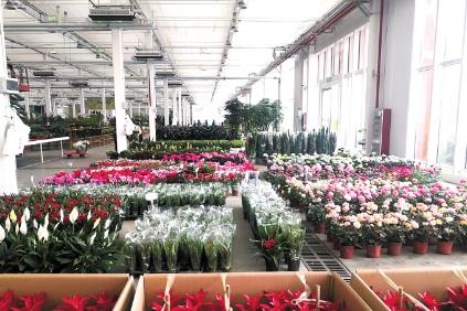 看“花木之乡”安徽肥西转型升级