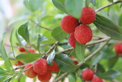 “中国杨梅之乡”的杨梅熟了 色泽乌红、酸甜可口