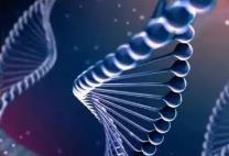 核苷酸抗衰延寿重大成果发布