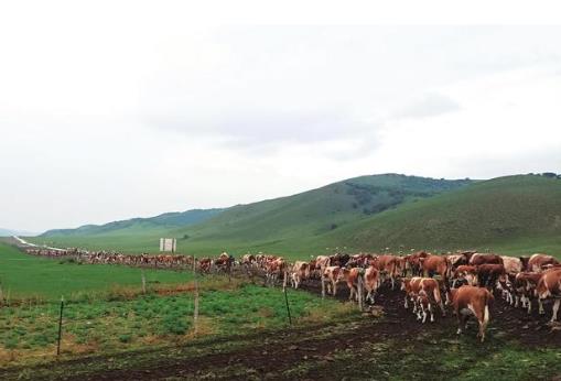 内蒙古12.8万头牲畜开启草原迁徙