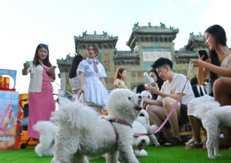 创新消费场景，宠物经济热潮涌动