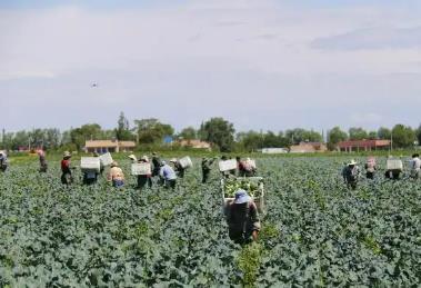 中国（西部）冷凉蔬菜之乡迎来采收季 新鲜蔬菜走俏全国市场