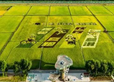 金稻之乡“稻”出新经济 村民幸福再“升级”