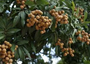 “中国金牌龙眼之乡”广东高州龙眼抢鲜上市