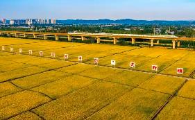 四川眉山绘就“天府粮仓”建设新画卷