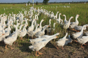 盘活“巴掌地” 延长产业链 黑龙江特色种养“丰”景独好