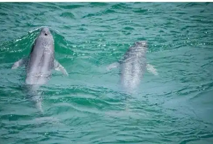 长江流域珍稀水生物种保护取得新进展