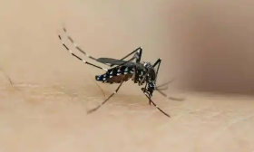 蚊媒传染病怎么防？——国家疾控局解答热点关切