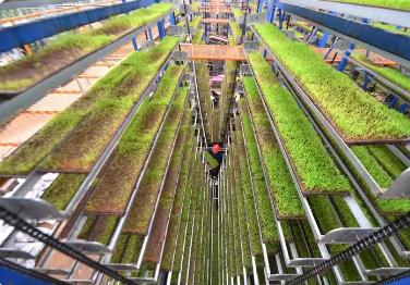 福建省国家级育繁推一体化种子企业数量增至6家