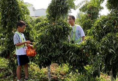 河南淅川：“采摘经济”带火乡村游