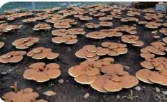 黑龙江同江：种植珍稀食用菌 端上“生态产业碗”