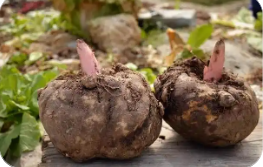 湖北长阳魔芋成为乡村致富“金疙瘩”