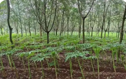 云南红河州：林下经济点燃乡村振兴“新引擎”