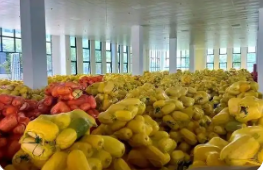 安徽泗县：铺就乡村振兴“金丝路”